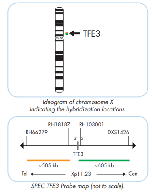 TFE3 break apart